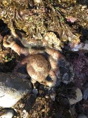 Octopus bimaculoides image