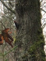 Sphyrapicus ruber ruber