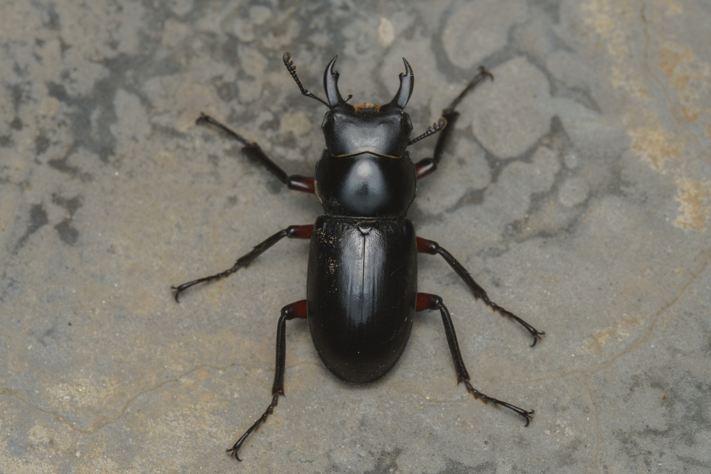 Dorcus rubrofemoratus in July 2023 by qwpool · iNaturalist