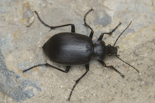 Calosoma maximowiczi