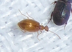 Microhoria