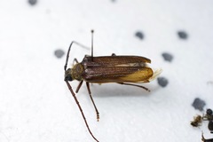 Tragosoma harrisii