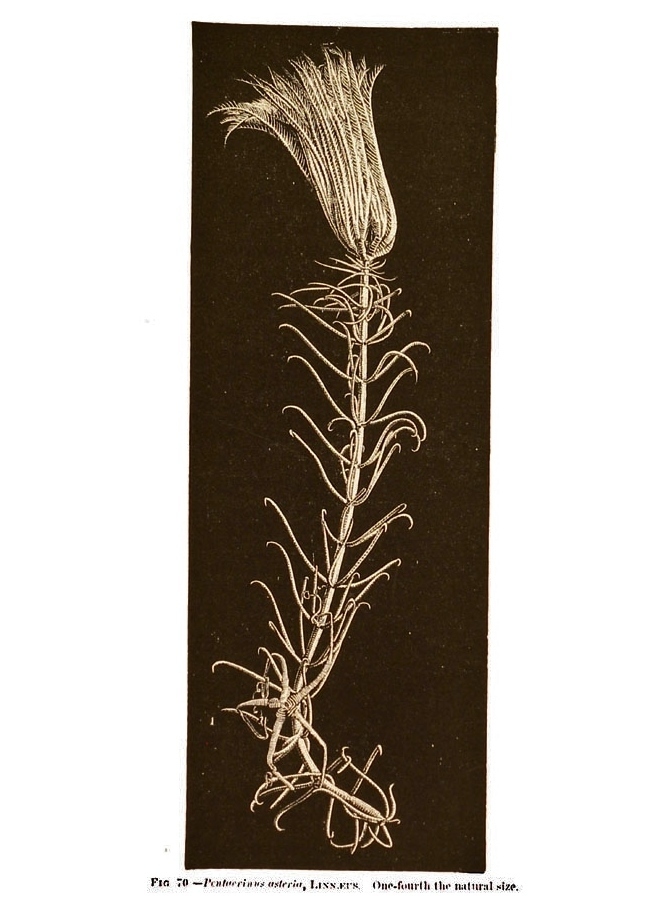 Isocrinida