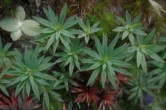 Pogonatum oligodus