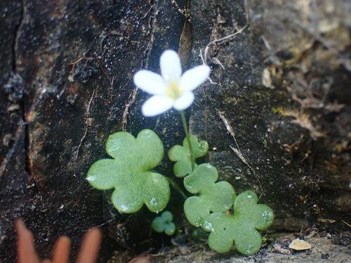 Image of Romanzoffia sitchensis by no rights reserved