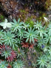 Pogonatum oligodus