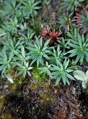 Pogonatum oligodus