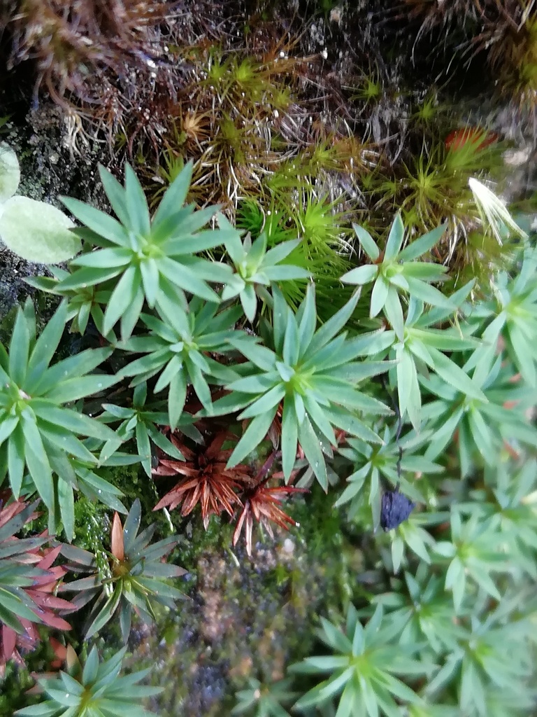 Pogonatum oligodus