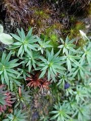 Pogonatum oligodus