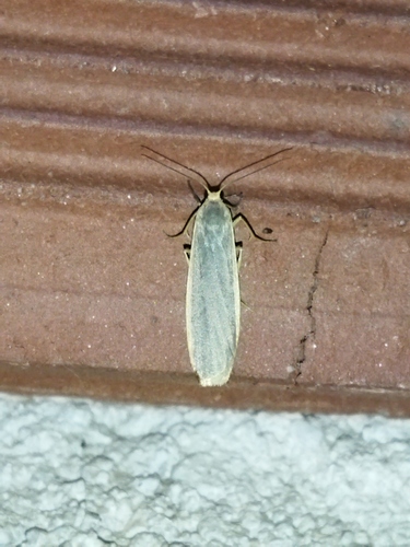 Common Footman photo 5