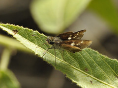 Platylesches moritili