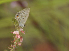 Euchrysops malathana