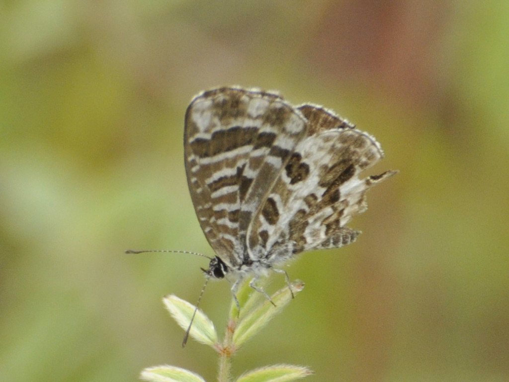 Alternative Bush Blue