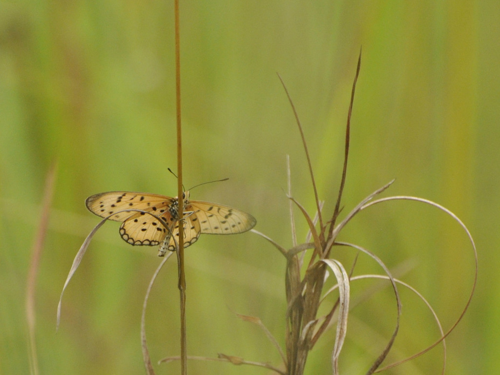 Acraea asema