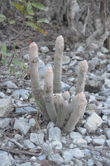 Micranthocereus flaviflorus
