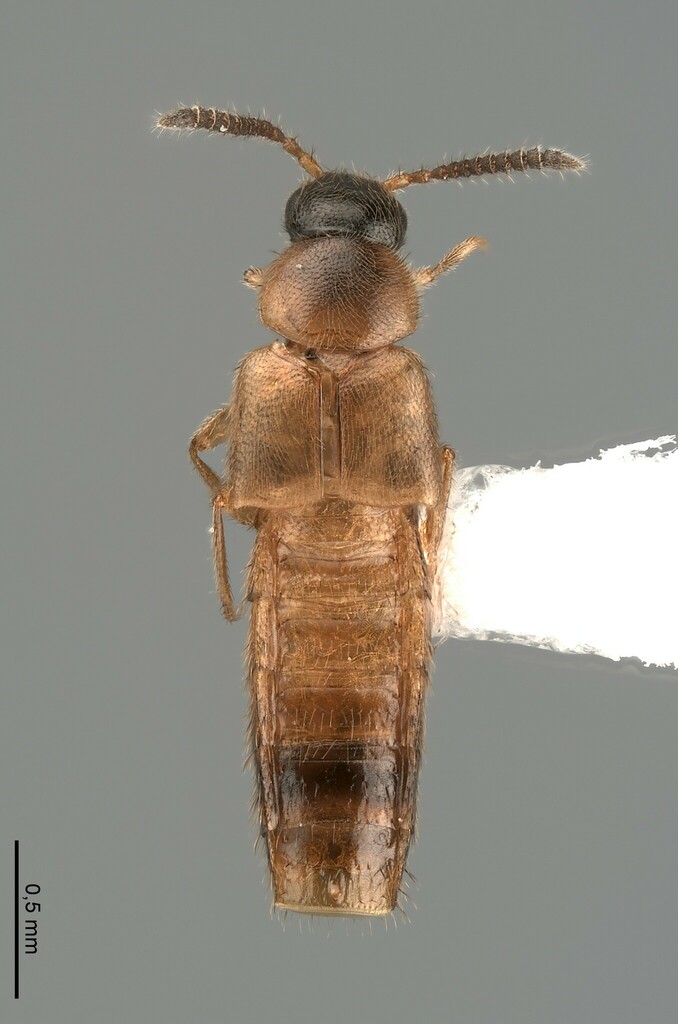 Atheta struyveides