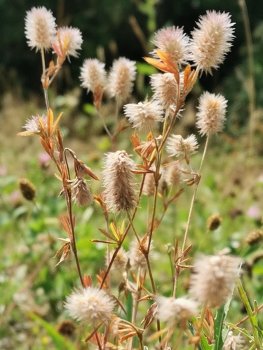 Trifolium arvense