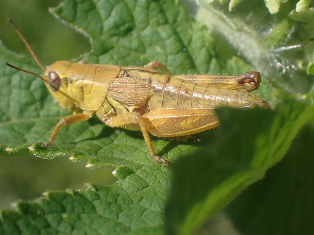 Oregon Short-winged Grasshopper