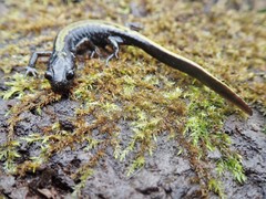 Ambystoma macrodactylum macrodactylum