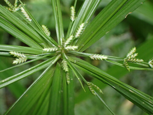 Cyperus diffusus