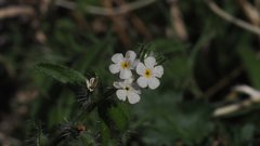 Cryptantha barbigera fergusoniae