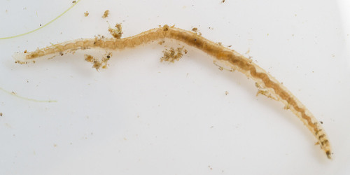 Aquatic Oligochaete Worm