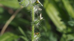 Cryptantha barbigera fergusoniae