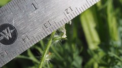 Cryptantha barbigera fergusoniae