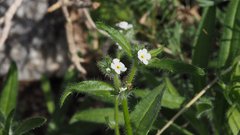 Cryptantha barbigera fergusoniae