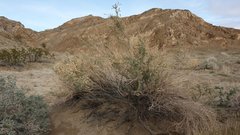 Atriplex canescens laciniata