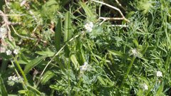 Cryptantha barbigera fergusoniae