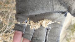 Atriplex canescens laciniata