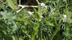 Cryptantha barbigera fergusoniae