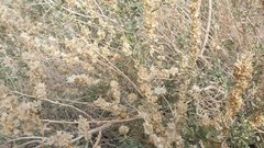 Atriplex canescens laciniata
