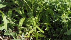 Cryptantha barbigera fergusoniae