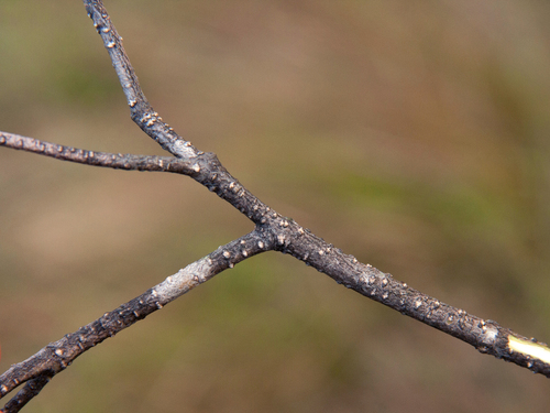 Olea chimanimani image