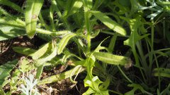Cryptantha barbigera fergusoniae