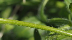 Cryptantha barbigera fergusoniae