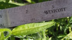 Cryptantha barbigera fergusoniae