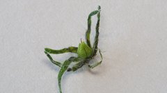 Cryptantha barbigera fergusoniae