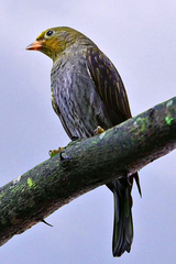 Yellow-Rumped Honeyguide photo 4