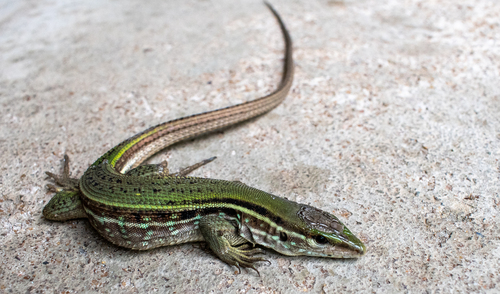 Striped Whiptail, Kentropyx striata