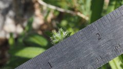 Cryptantha barbigera fergusoniae