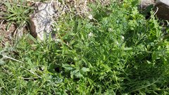 Cryptantha barbigera fergusoniae