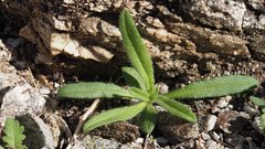Cryptantha barbigera