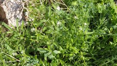 Cryptantha barbigera fergusoniae