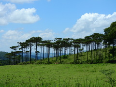 Araucaria angustifolia
