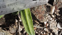Cryptantha barbigera