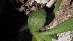 Cryptantha barbigera