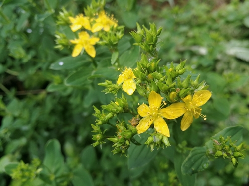 ľubovník štvorkrídly (Hypericum tetrapterum)